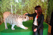香川県しろとり動物園のホワイトタイガー